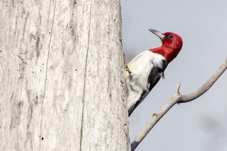 Red Headed Woodpecker 11-24-14-2