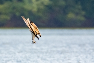 osprey dive 71515