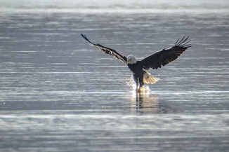 Eagle Fishing 91515-2sm